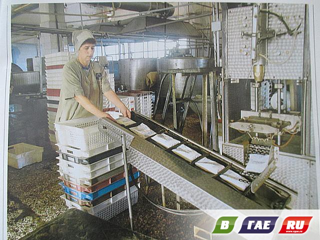 Гай был рассчитан на 70 тысяч жителей