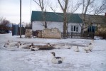Село Писаревка