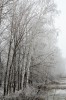 Весенне-зимний Гай от Юрия Гутмана