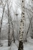 Весенне-зимний Гай от Юрия Гутмана