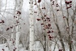 Весенне-зимний Гай от Юрия Гутмана