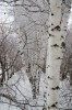 Весенне-зимний Гай от Юрия Гутмана