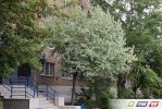 Майские фото зеленого Гая