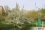 Майские фото зеленого Гая