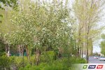Майские фото зеленого Гая