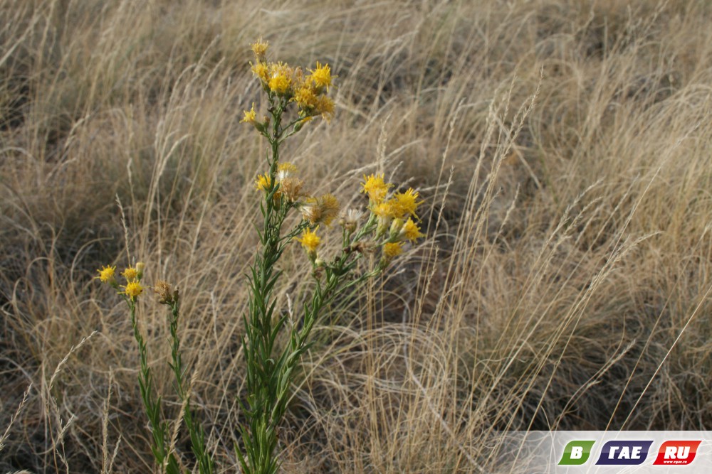 Неувядайка Неувядайка