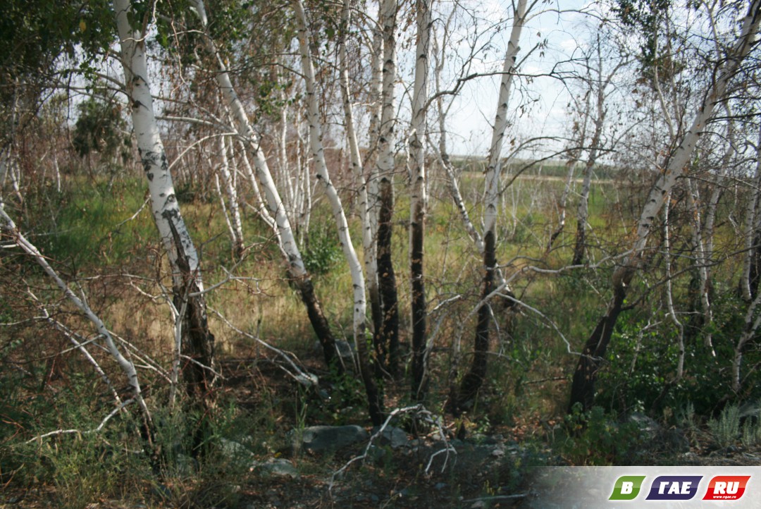 Урема отравленная и горелая Урема отравленная и горелая