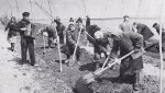 15 фактов об озеленении Гая  