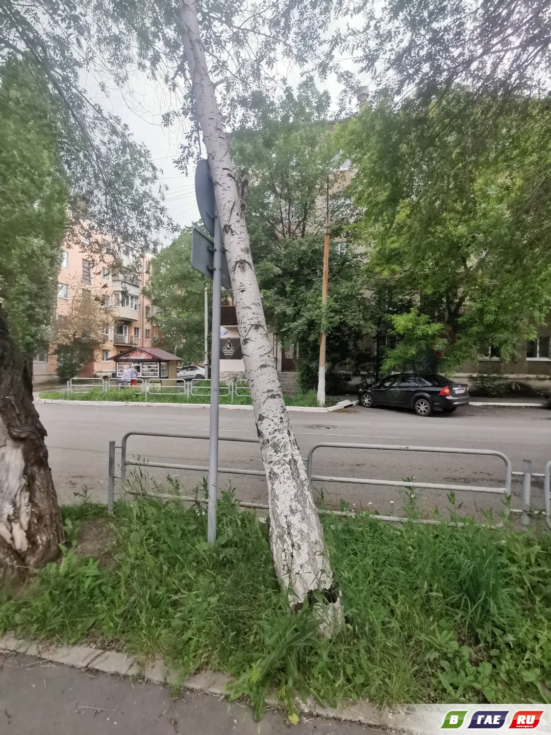 Сгнившая береза держится за счет дорожного знака