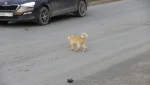 Кот - хвост крючком, машин не боится