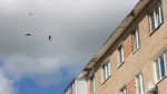 «И каждый раз стриж почти врезается в окно»
