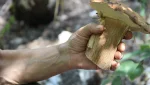 Гайские грибники показывают свои трофеи