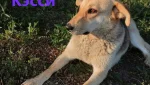 Отловленные животные ждут новых хозяев. Счет идёт на дни!