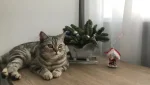 Нашедших кошку по кличке Буся ожидает вознаграждение