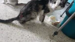 Домашнего кота заживо ели опарыши. Слабонервным не читать