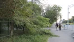 Сильный ветер в Гае ломает деревья и ветки