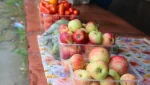 Овощные закрутки на зиму. Что почём?