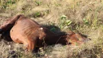 Лошадь с оторванной ногой погибает в муках в кювете на 13-ом километре