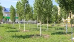 Меняем стереотип мышления о том, что деревья в Гае приживаются  плохо