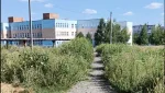 Дорога в школу проходит через бурьян
