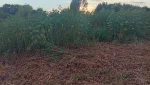 За нескошенную траву администрация  выплатит штраф 70 тыс. рублей