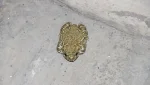 Перед дождем жаба приходит к двери подъезда