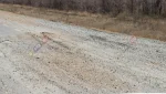 Возле села Колпакское легковушка насмерть сбила лошадь
