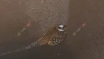 В Гайском округе фазаны летают
