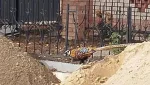 В Гайском округе фазаны летают
