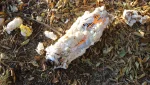 Утро. Запененный двор понравился не всем