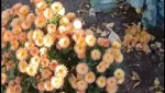 Гайчанка украла хризантемы с клумбы и попала на видео